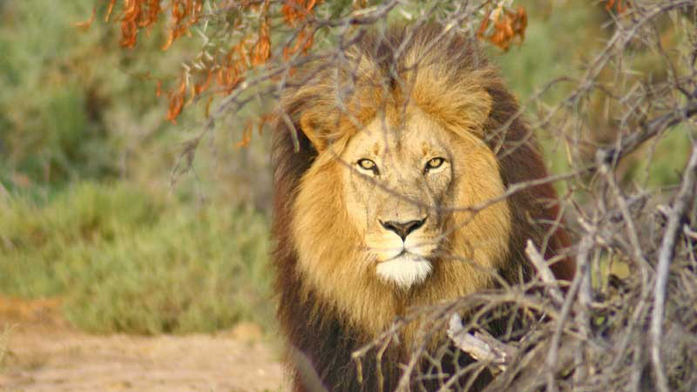 5-parks-live-unforgettable-safari-south-africa-inverdoorn-lion
