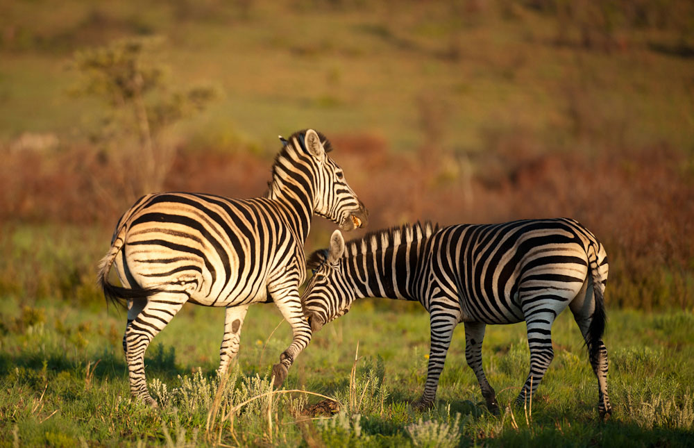 5-parks-live-unforgettable-safari-south-africa-pilanesberg-zebras