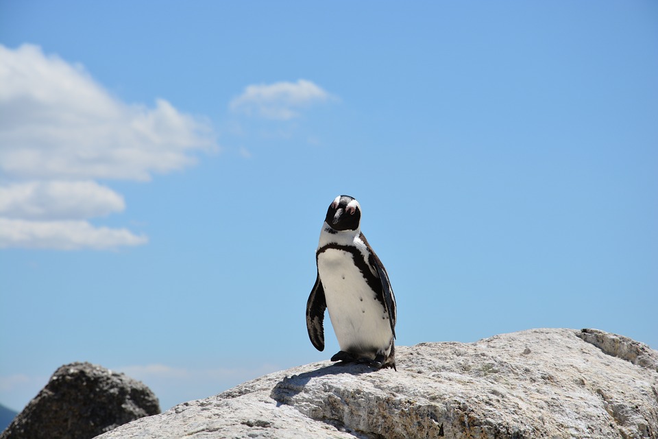 5-places-see-animals-cape-town-penguin