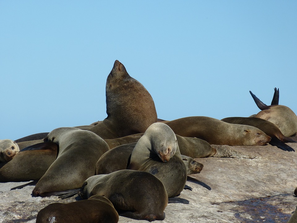 5-places-see-animals-cape-town-seals
