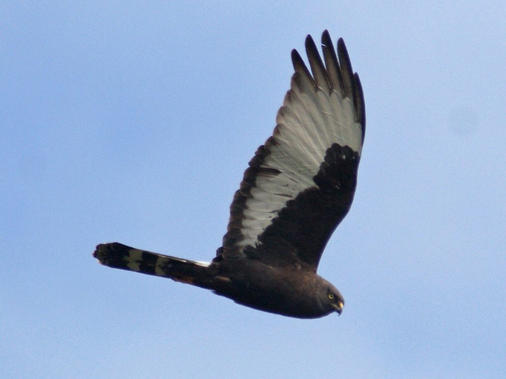 Black Harrier