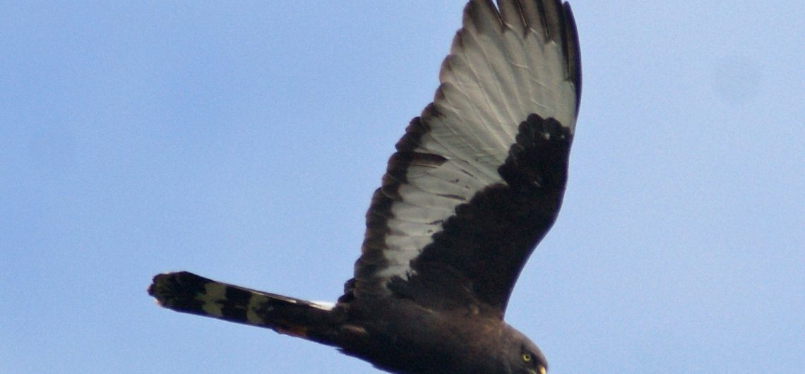 Black Harrier