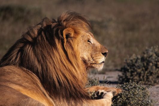 Cape Town Safari - Full Day