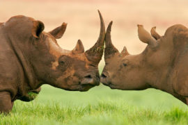 Eastern Cape Safari - 3 Days