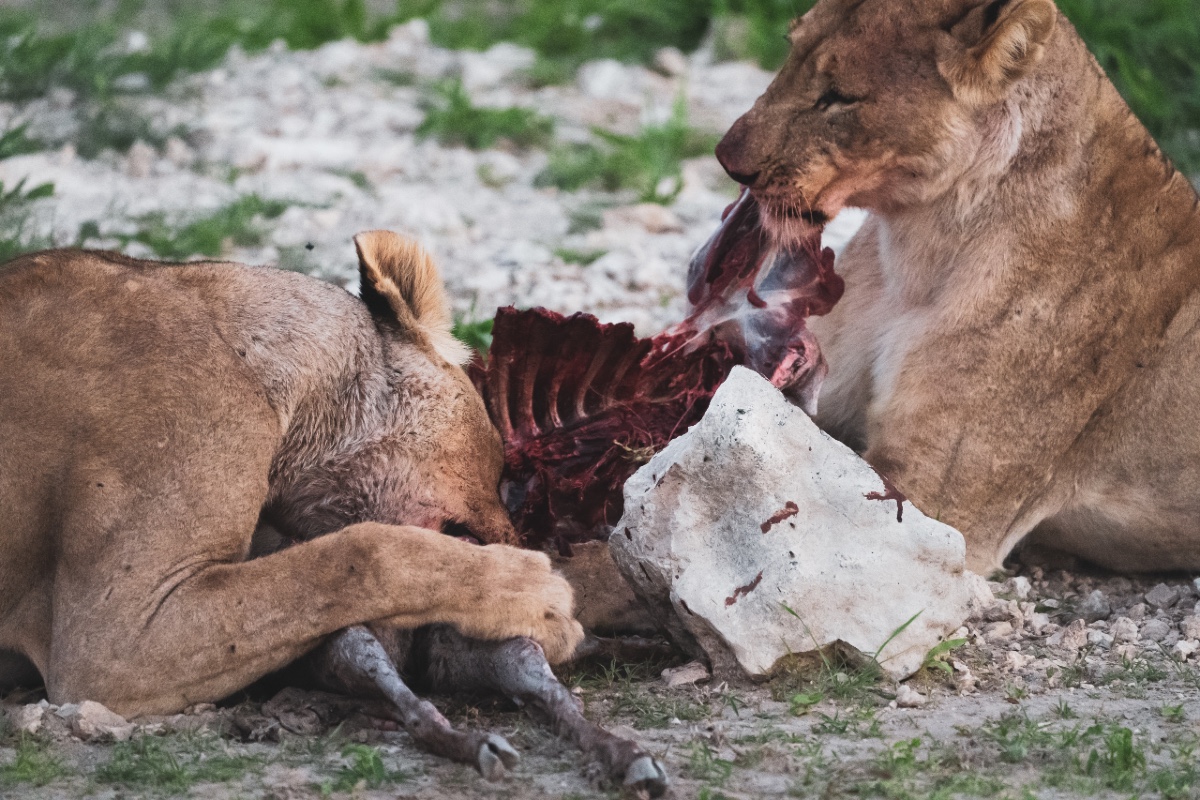 Eating Lions - Cape Town Safari