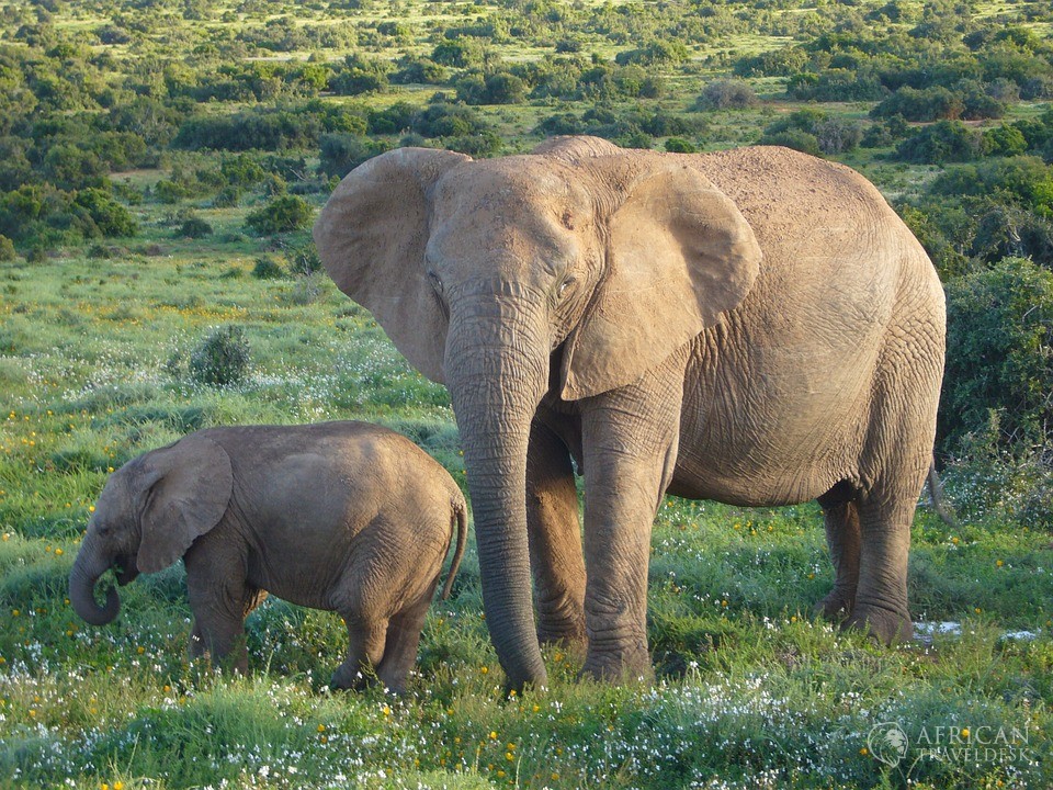 elephant-activity-garden-route