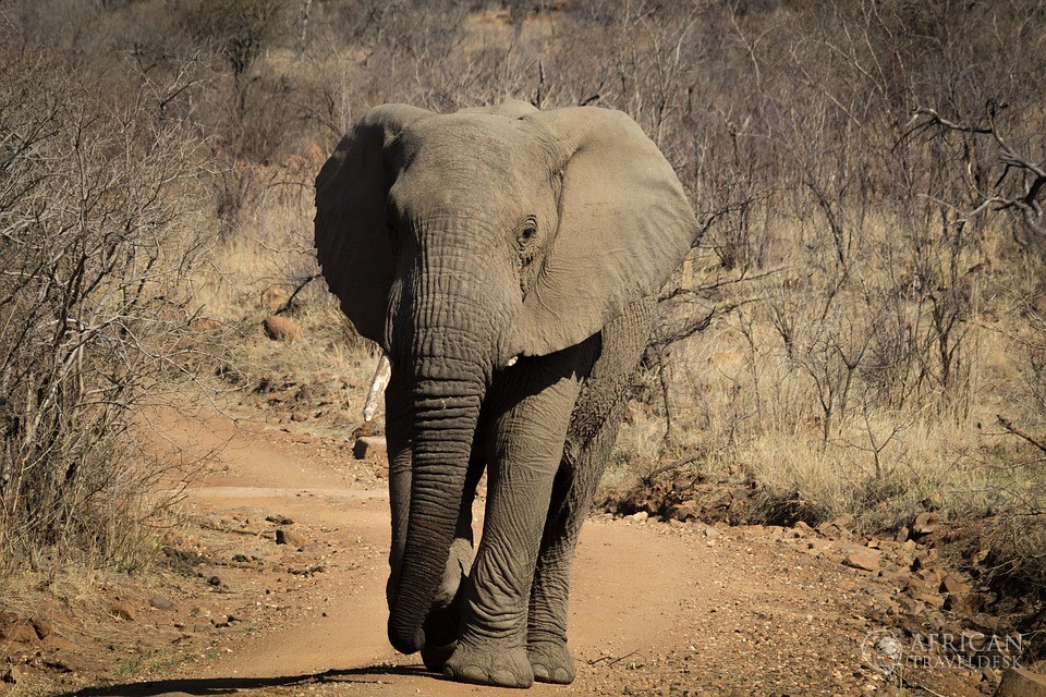 elephant-bush-walk-garden-route