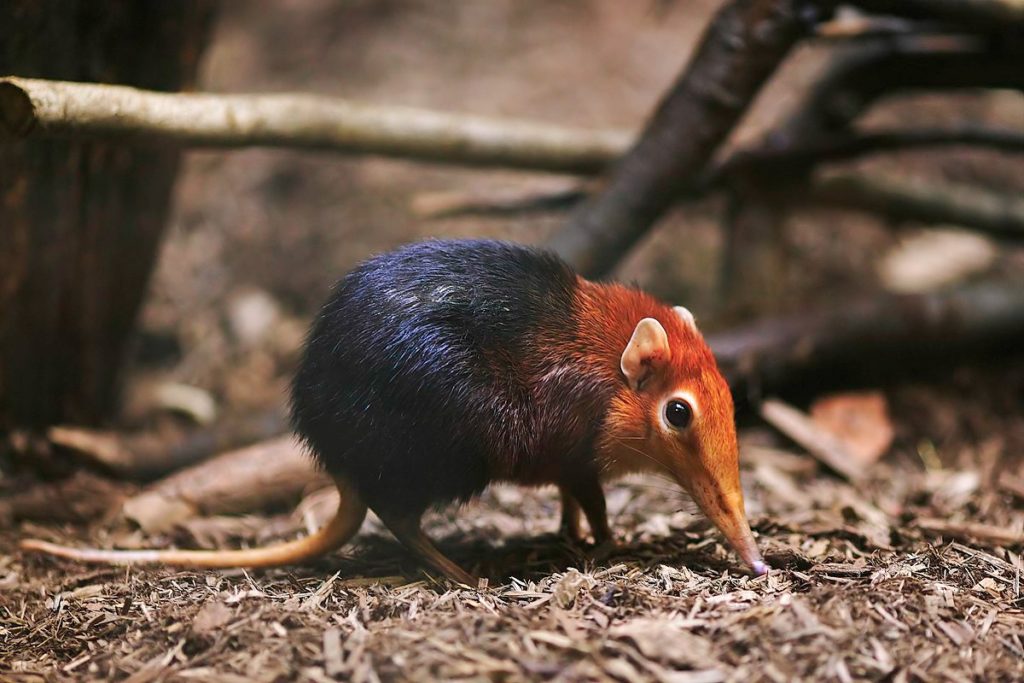 Elephant Shrew - Cape Town Safari