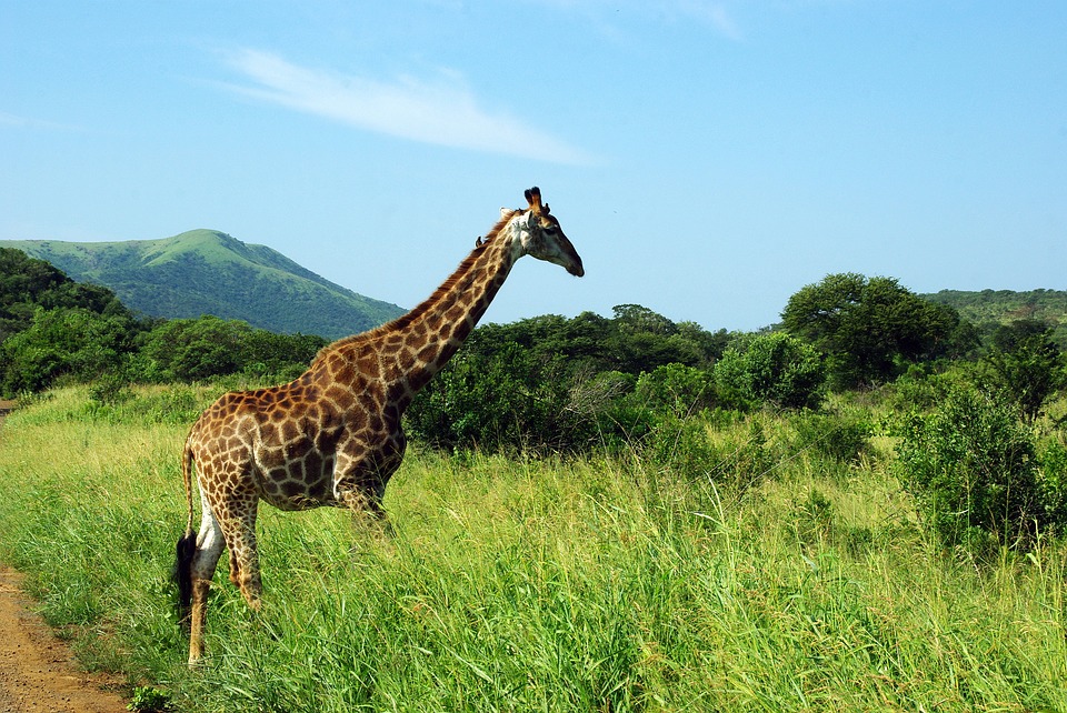 giraffe-kruger-safari