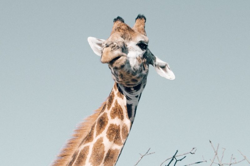 Giraffe - Cape Town Safari