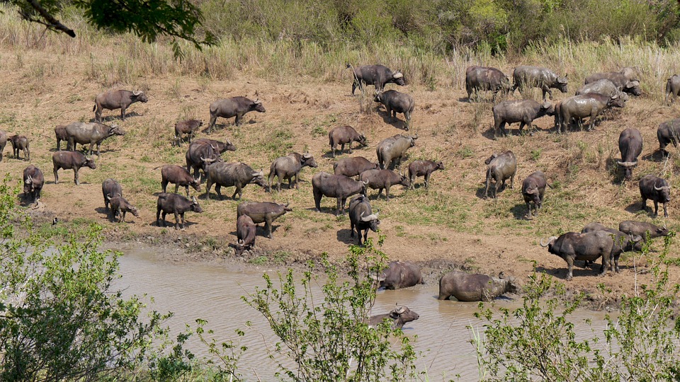 herd-buffalo-safari-africa