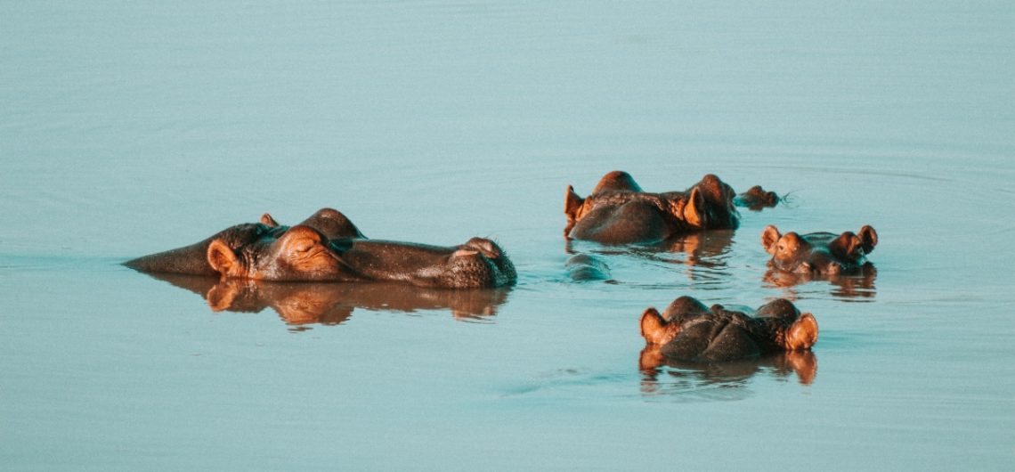 hippos