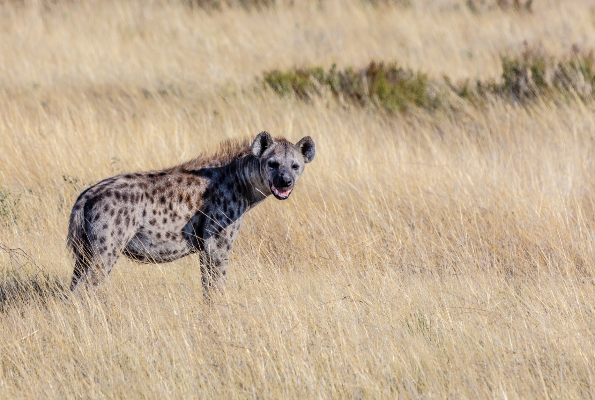 Hyena