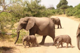 Kruger Park Big 5 - 4 Days