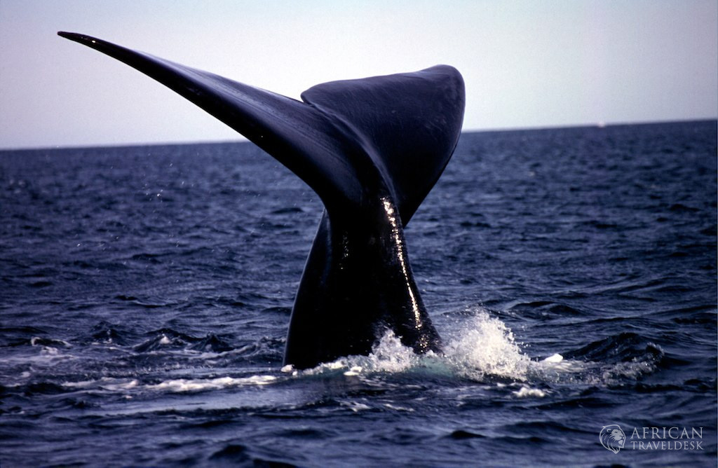 lobtailing-southern-right-whales