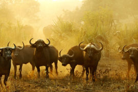 Lodge-Treehouse Safari - 3 Days