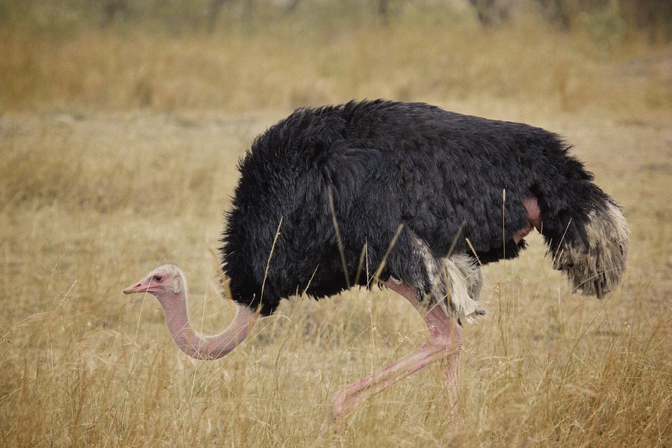 ostrich-bird-wildlife-safari