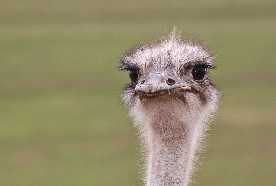 ostrich-face-safari-south-africa