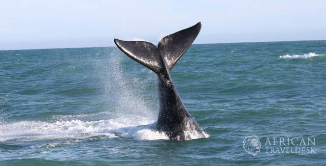 sailing-whales-winter-cape-town