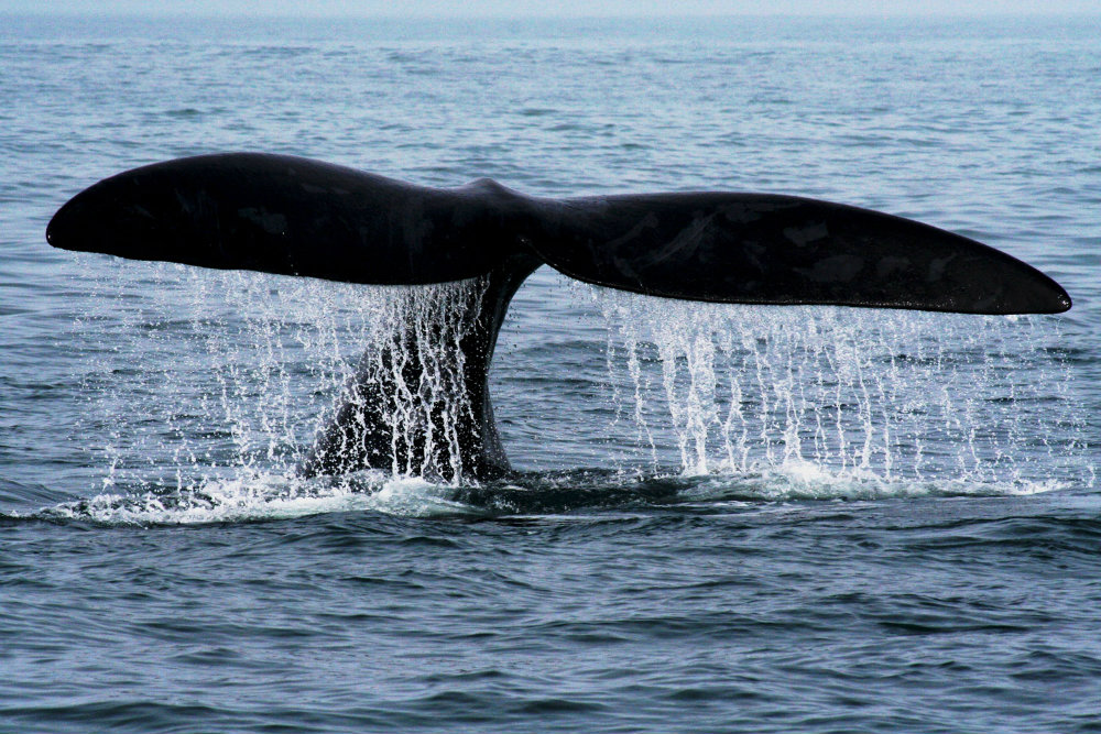 whale-route-from-cape-town-to-hermanus-3