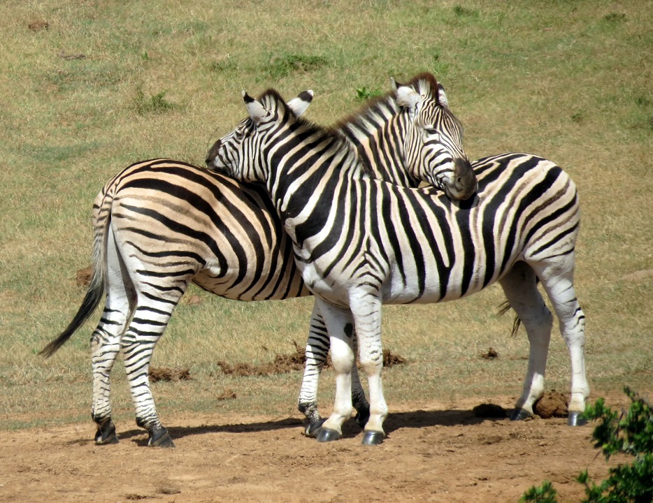 wildlife-zebra-hug-south-africa