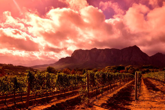 Cape Winelands Tour - Half Day