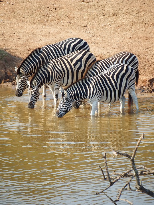 zebras-watering-place-south-africa